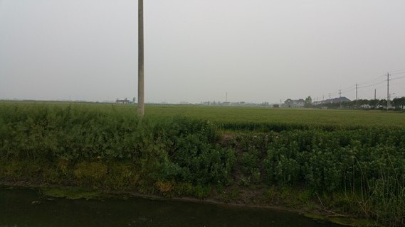 粳糯稻種植基地