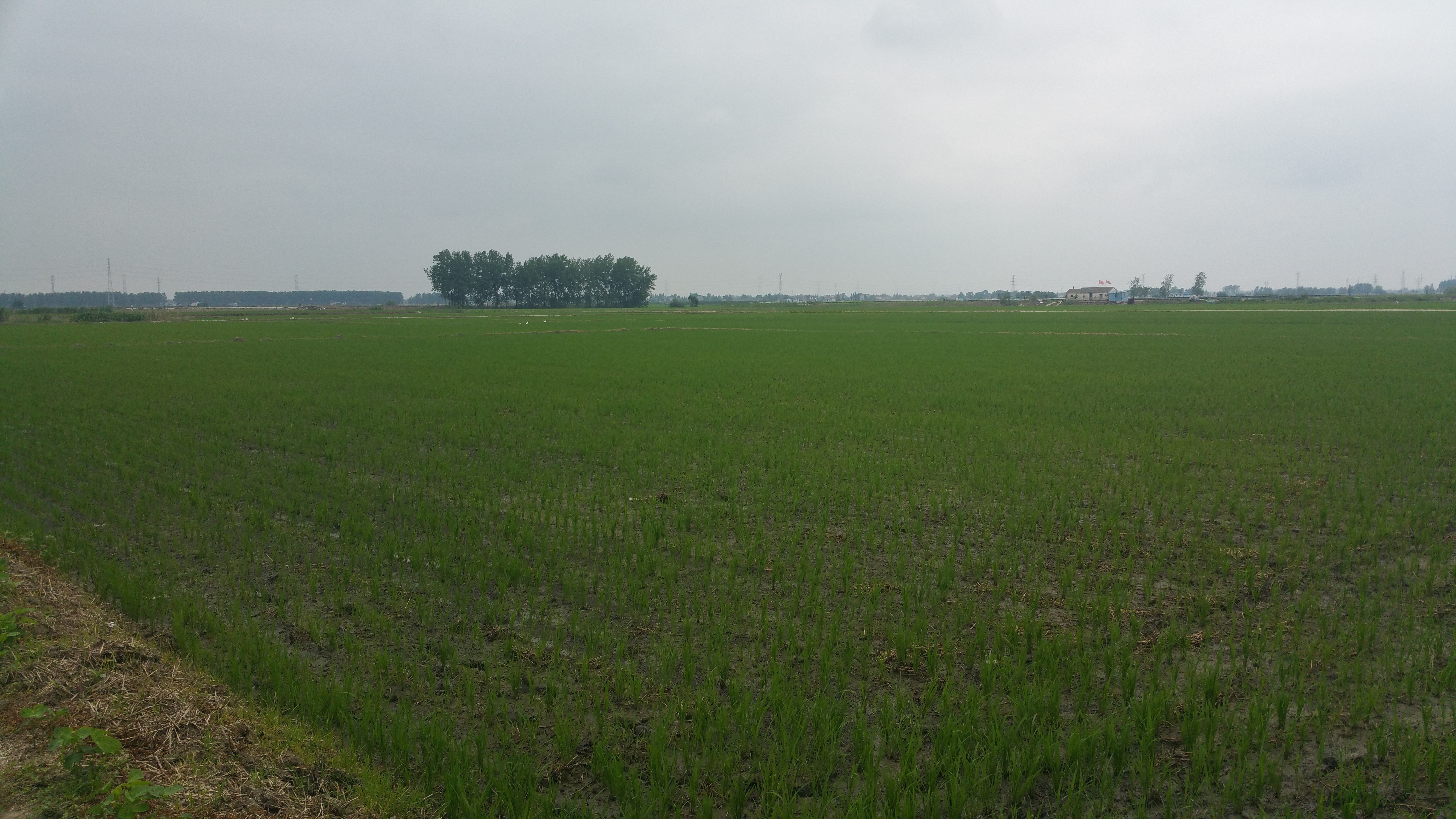 粳糯稻種植基地