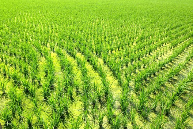 不止3.15，糯米廠家每天都在給自己打假